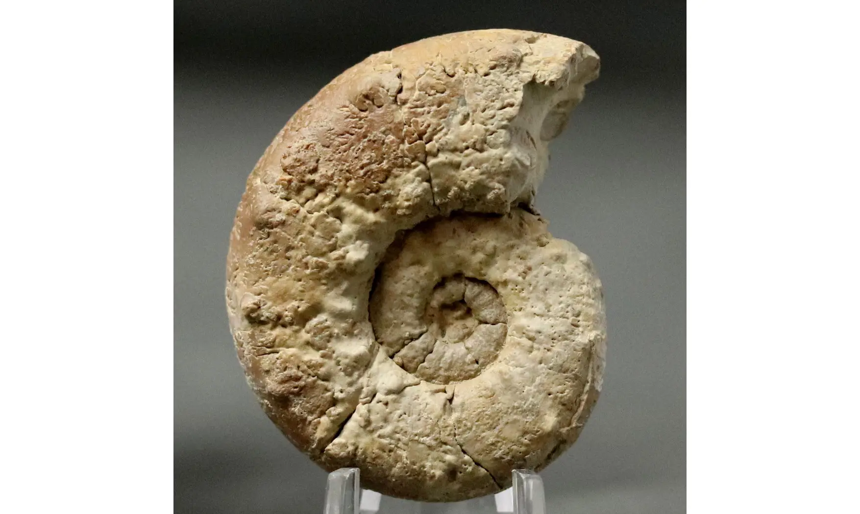 Euaspidoceras perarmatum