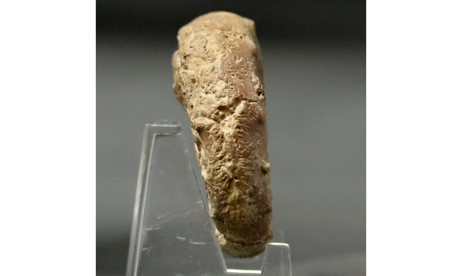 Euaspidoceras perarmatum