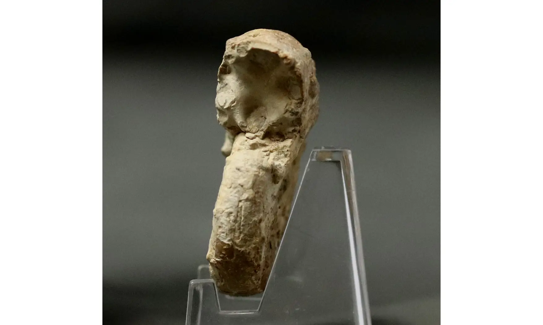 Euaspidoceras perarmatum