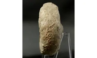 Euaspidoceras striatocostatum