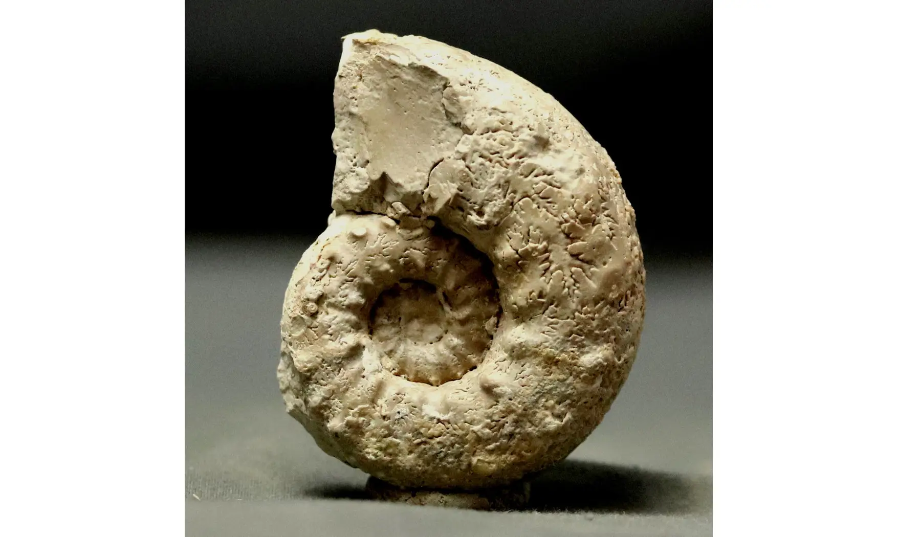 Euaspidoceras striatocostatum