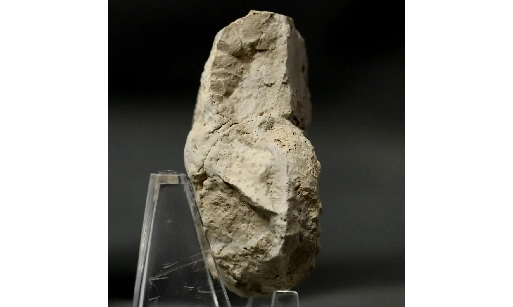 Euaspidoceras striatocostatum