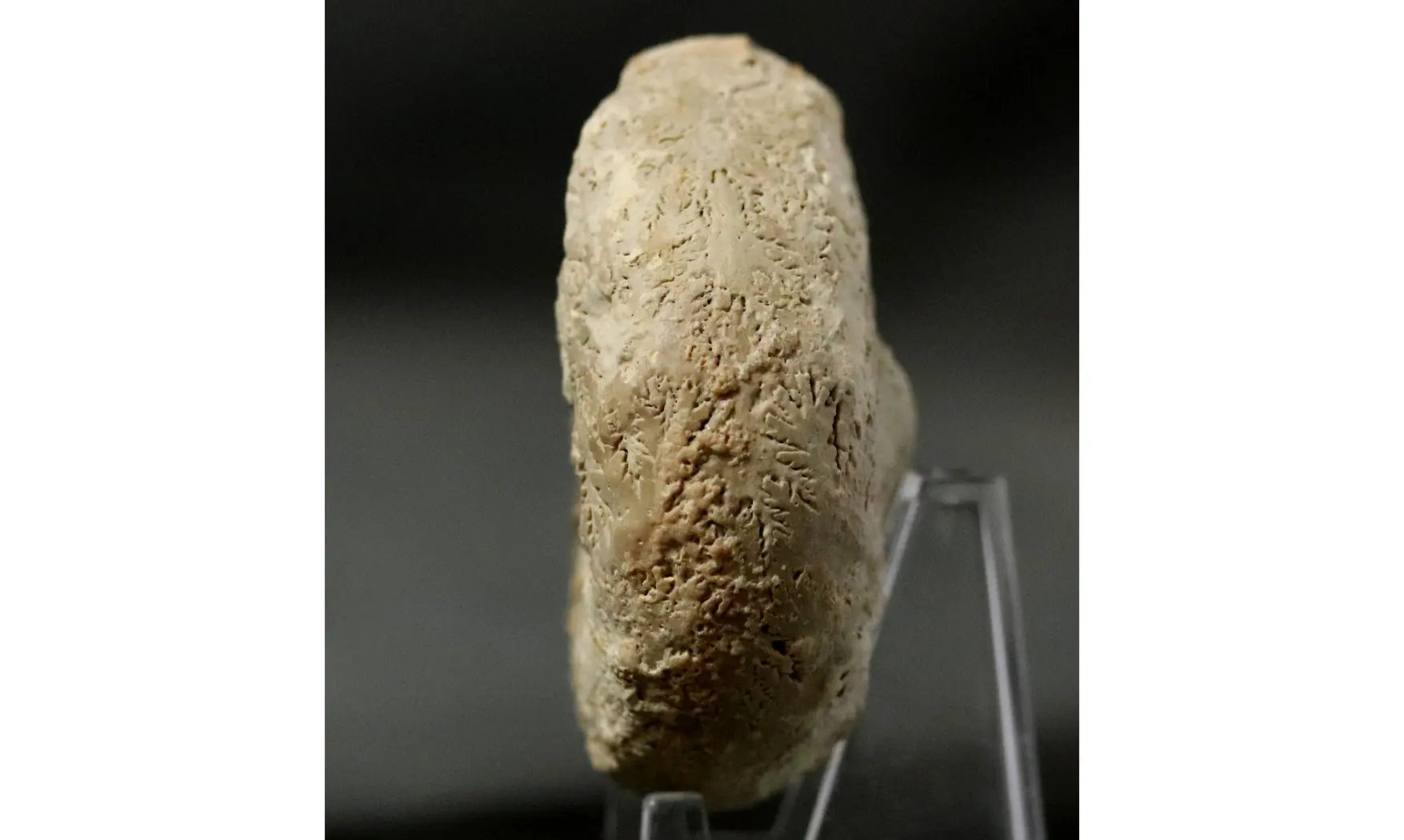 Euaspidoceras striatocostatum