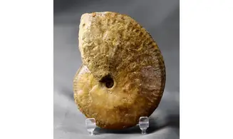 Phlycticeras dorsocavatum