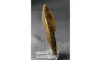 Phlycticeras dorsocavatum