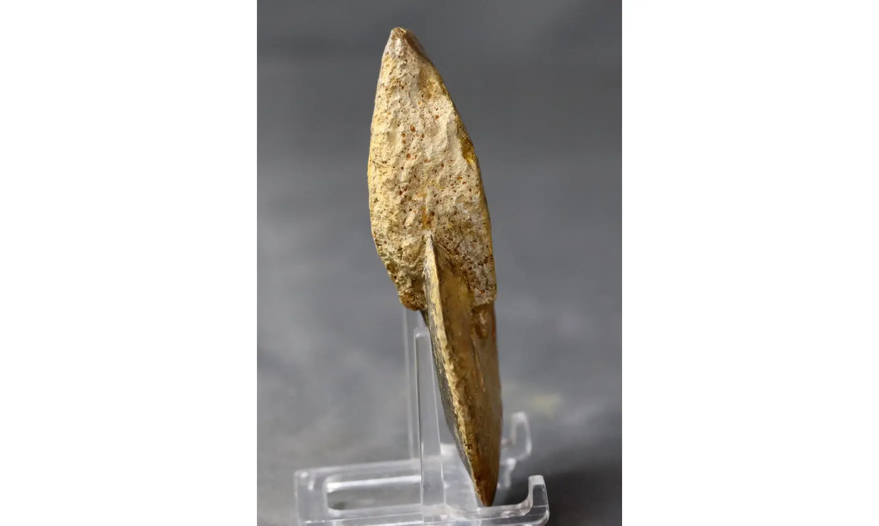 Phlycticeras dorsocavatum