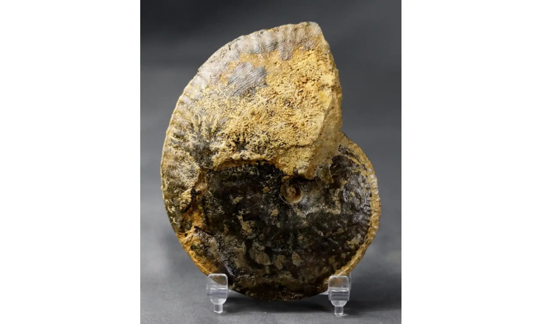Phlycticeras dorsocavatum
