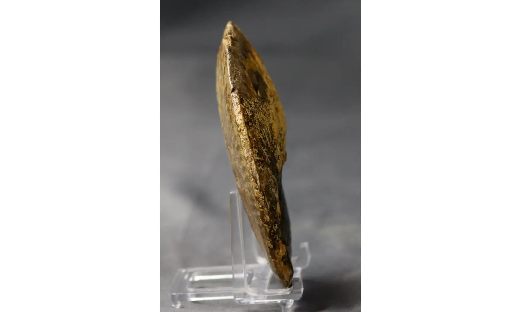 Phlycticeras dorsocavatum