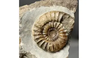 Arnioceras falcaries
