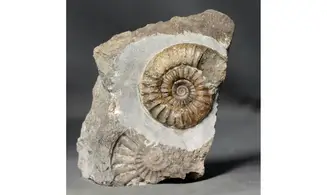 Arnioceras falcaries
