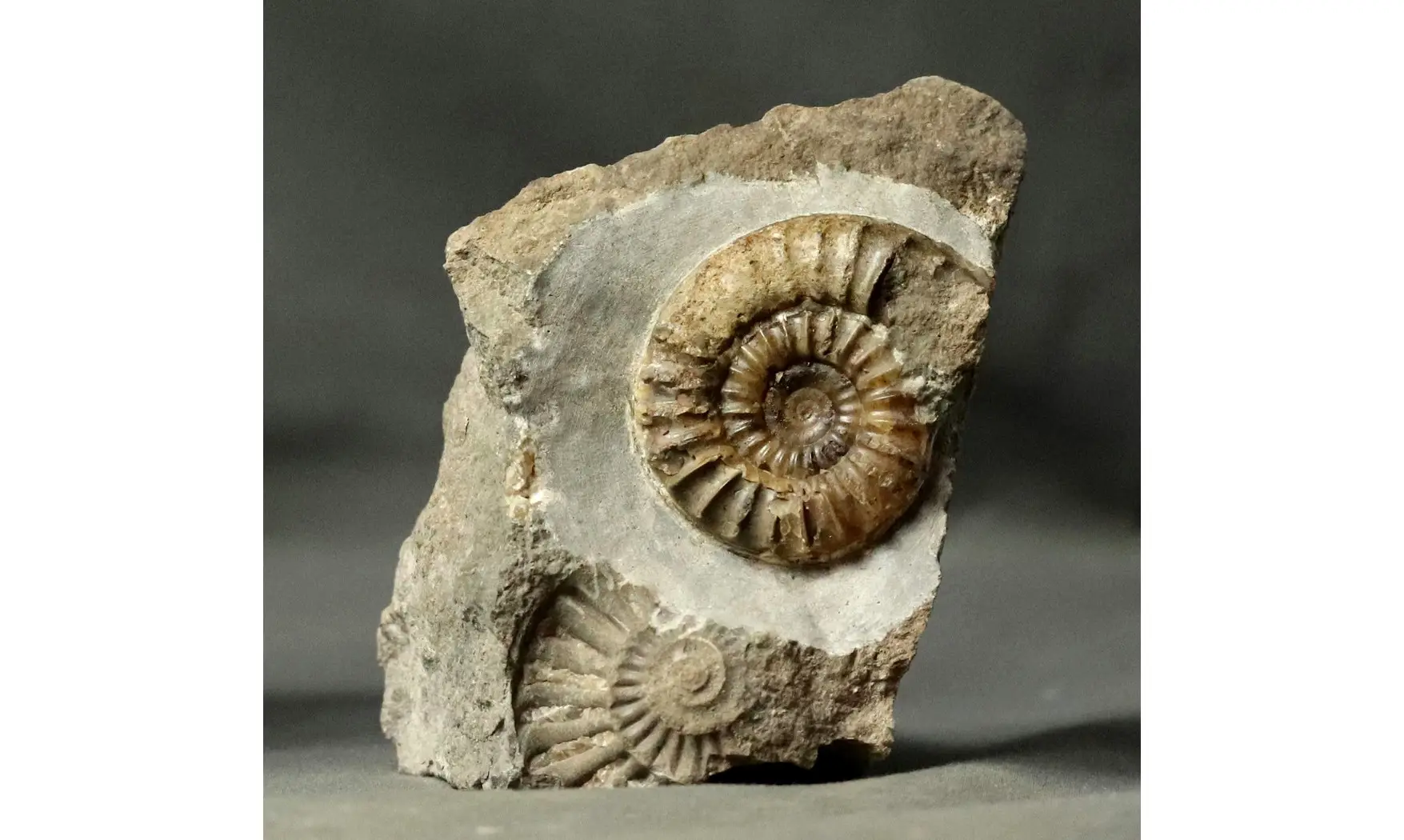 Arnioceras falcaries