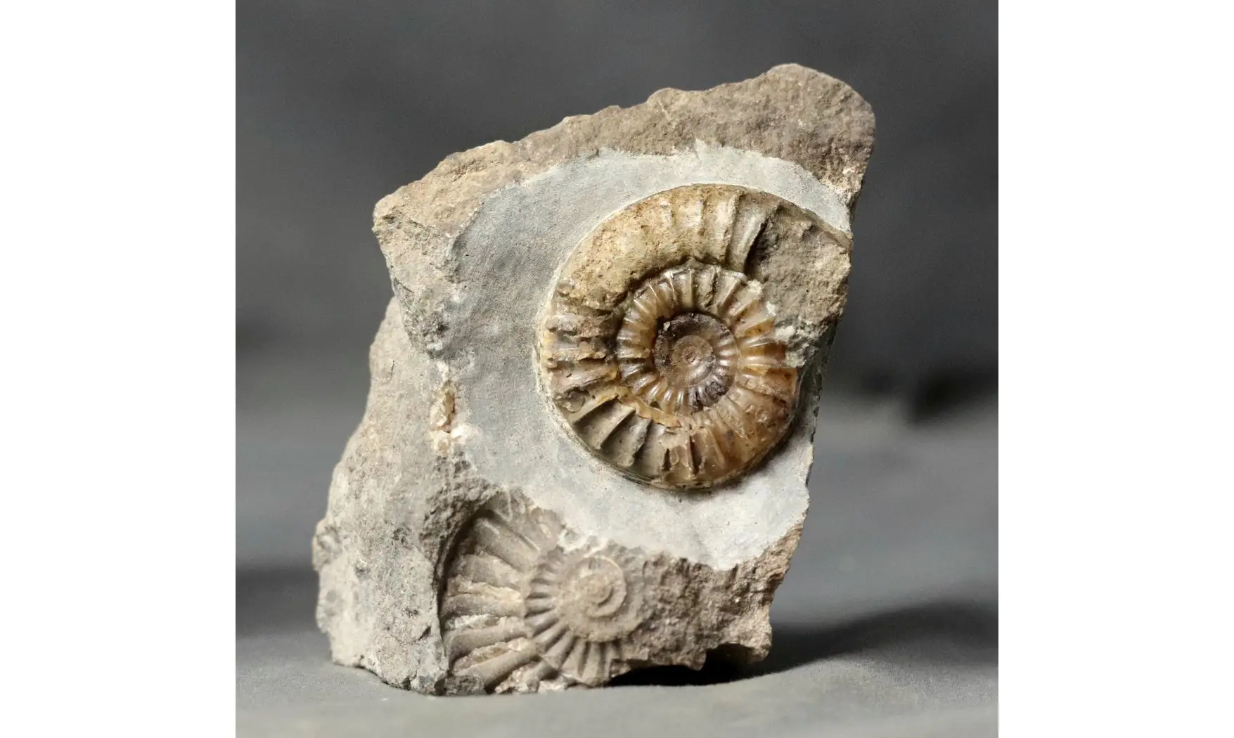 Arnioceras falcaries