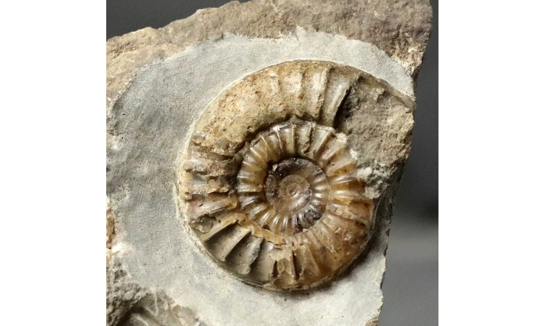 Arnioceras falcaries