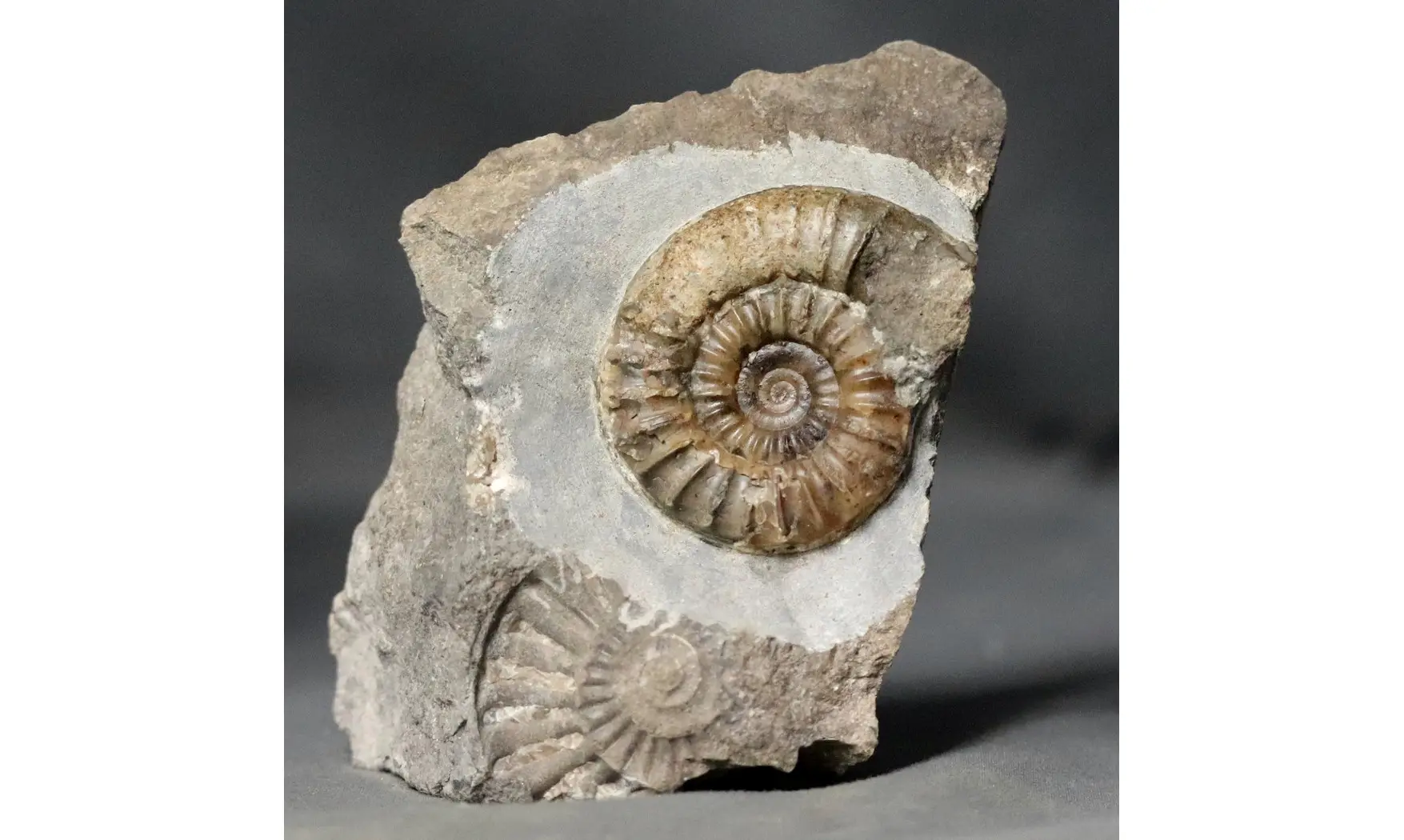 Arnioceras falcaries