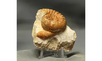Reineckeia anceps aff. elmii