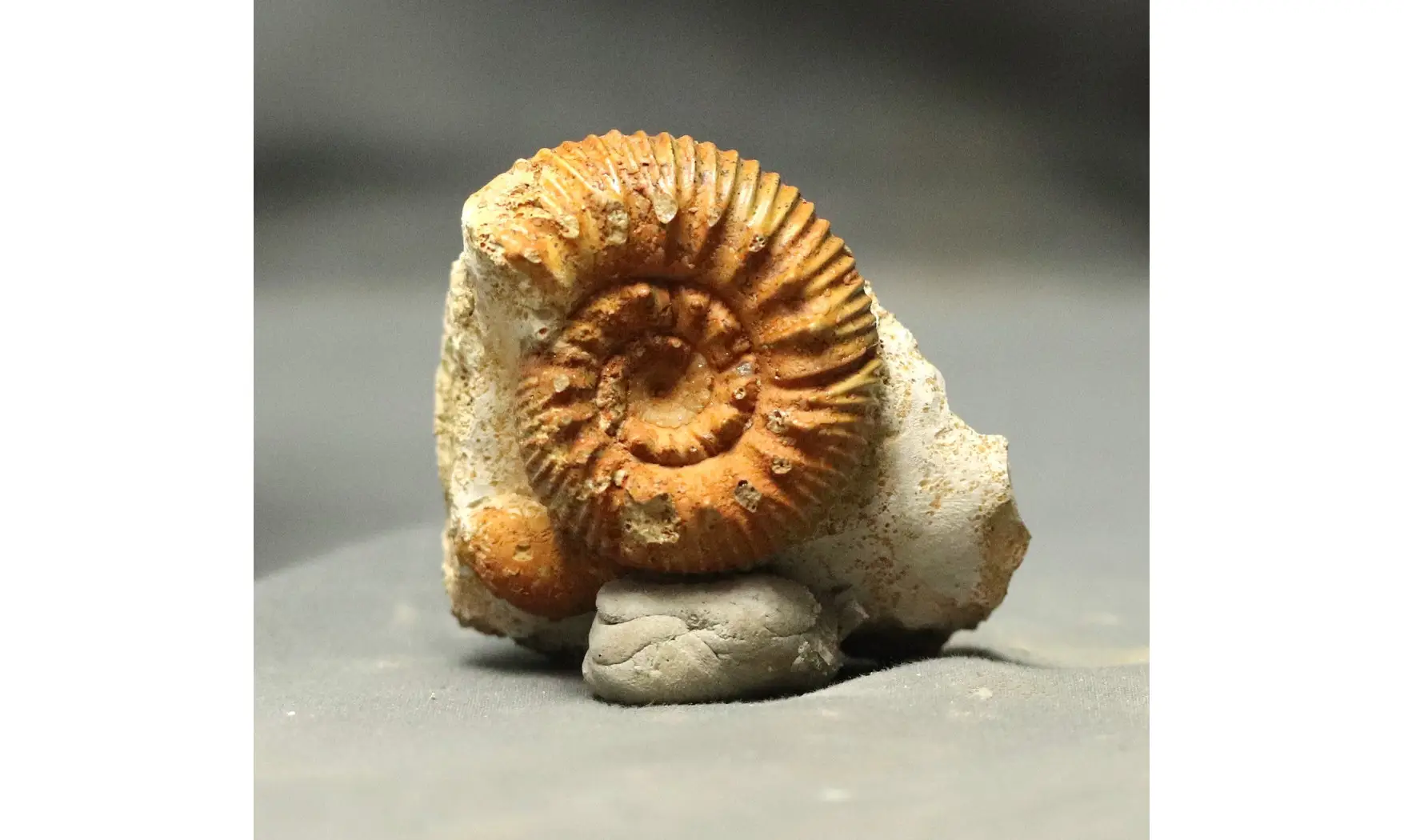 Reineckeia anceps aff. elmii