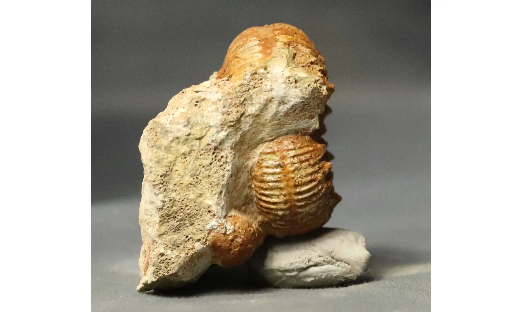 Reineckeia anceps aff. elmii