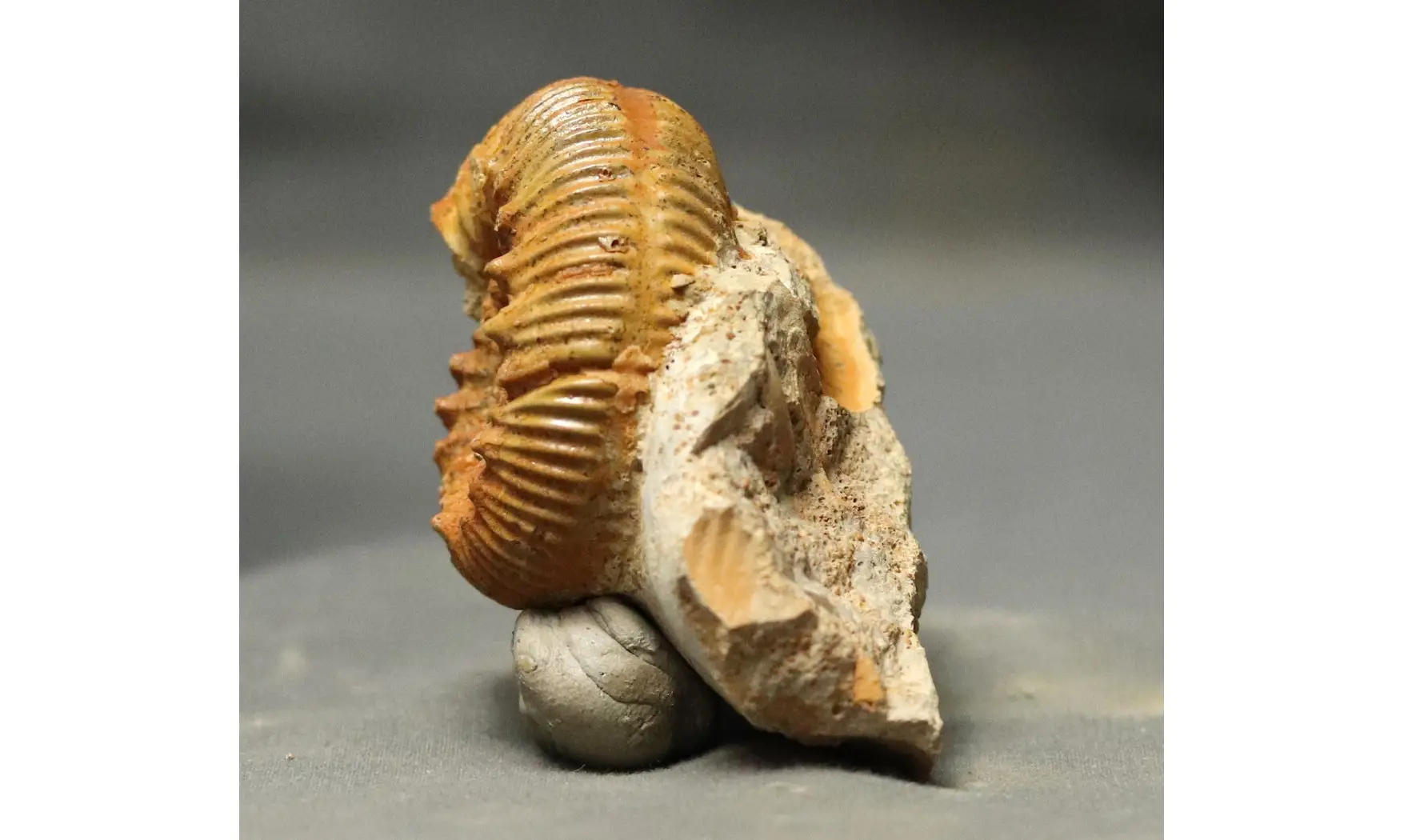 Reineckeia anceps aff. elmii