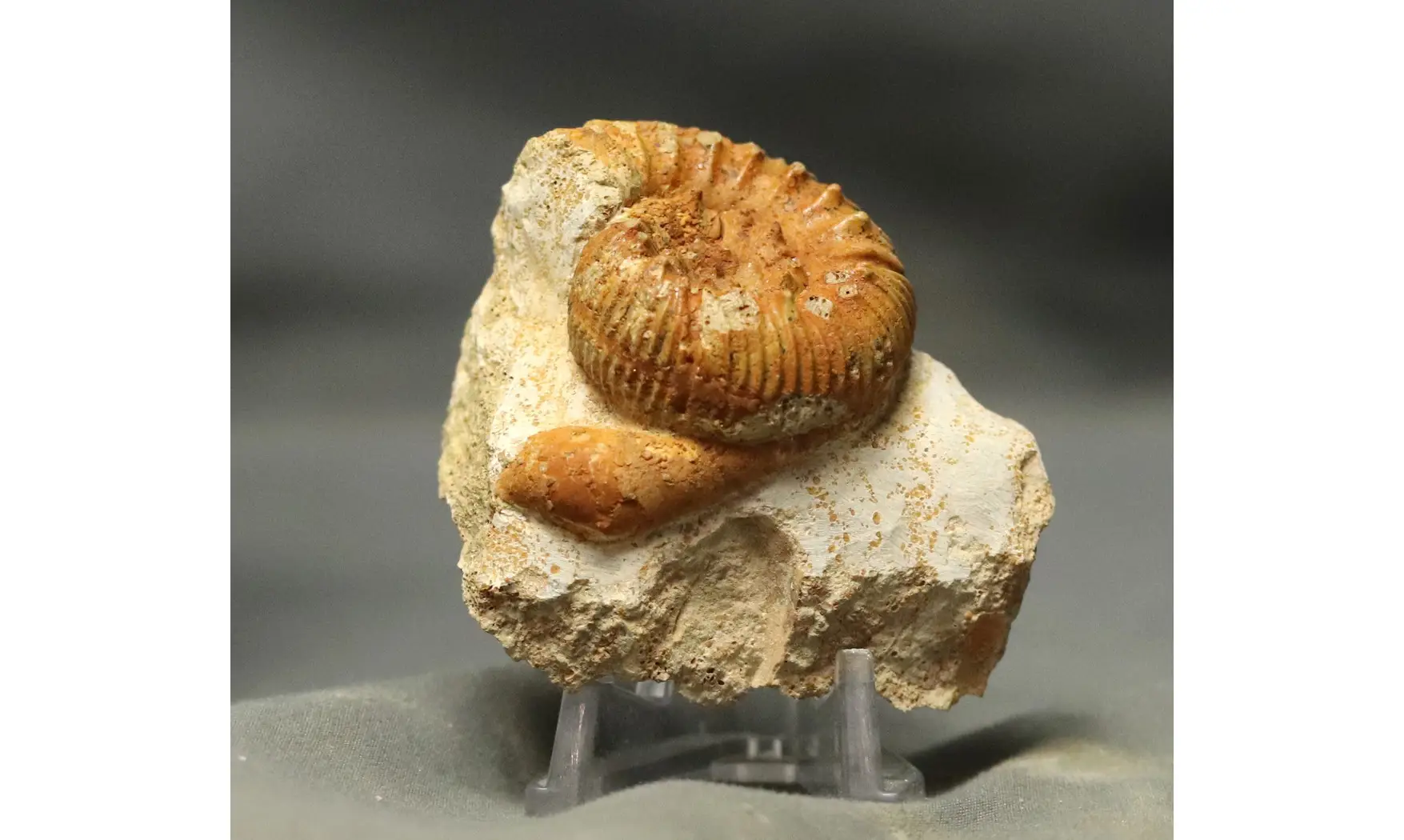 Reineckeia anceps aff. elmii