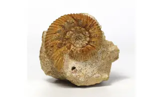 Reineckeia anceps aff. elmii