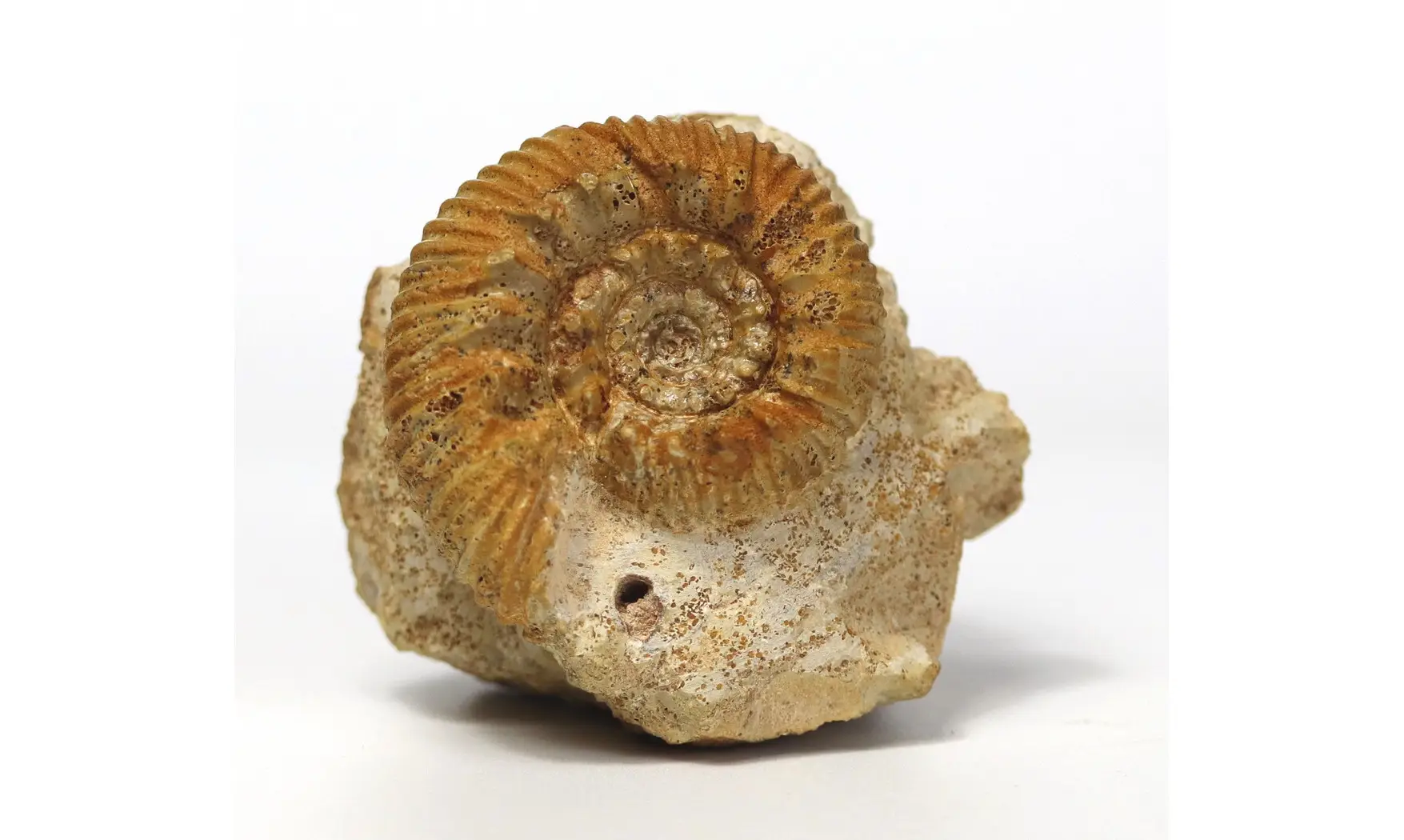 Reineckeia anceps aff. elmii