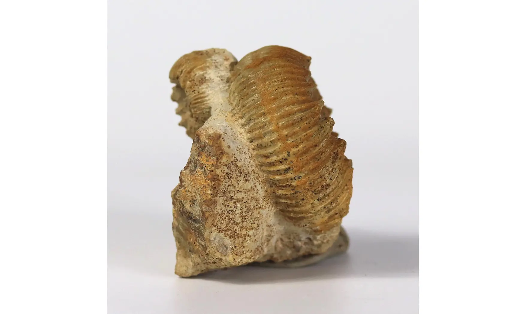 Reineckeia anceps aff. elmii