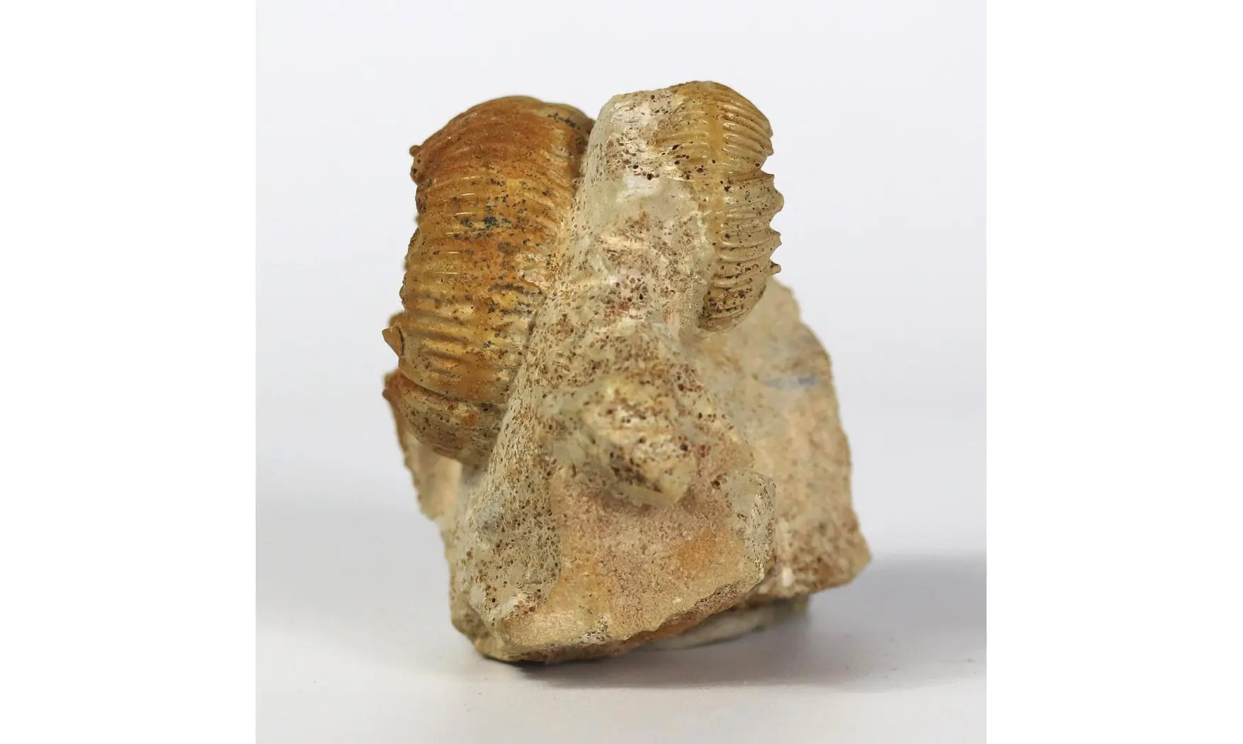 Reineckeia anceps aff. elmii