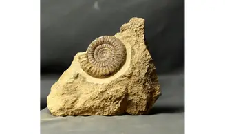 Paltechioceras tardecrescens