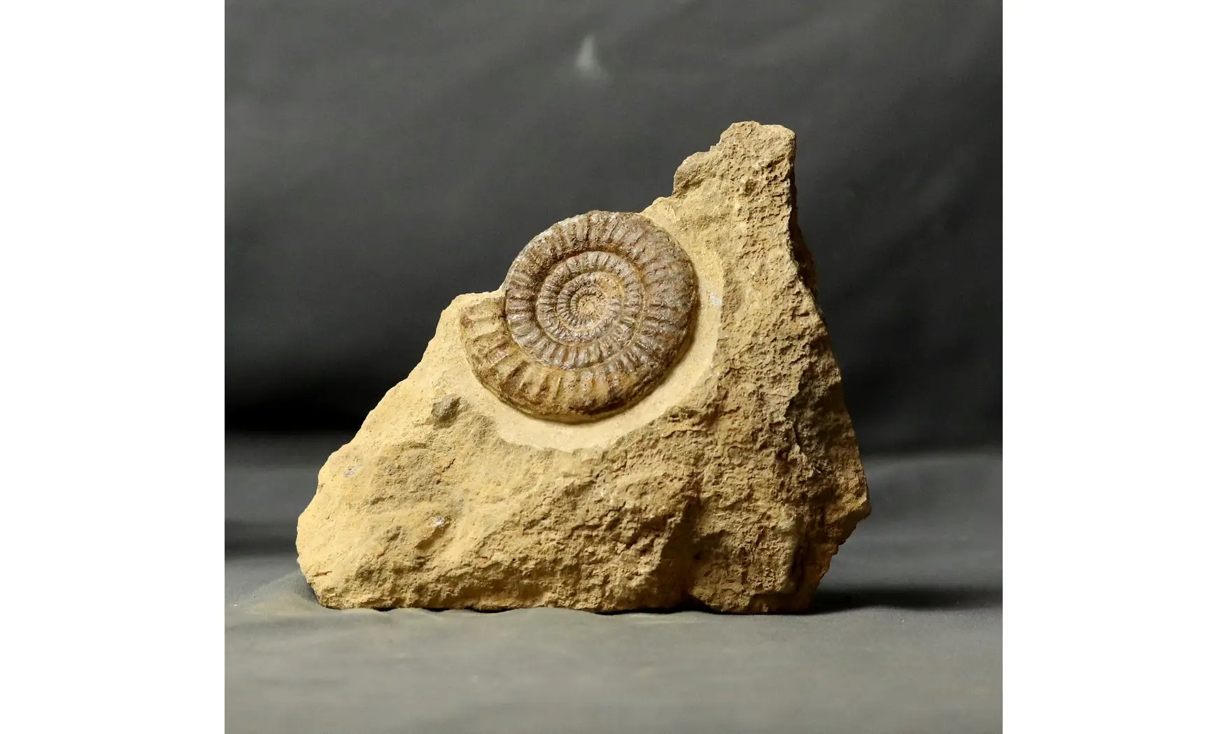 Paltechioceras tardecrescens