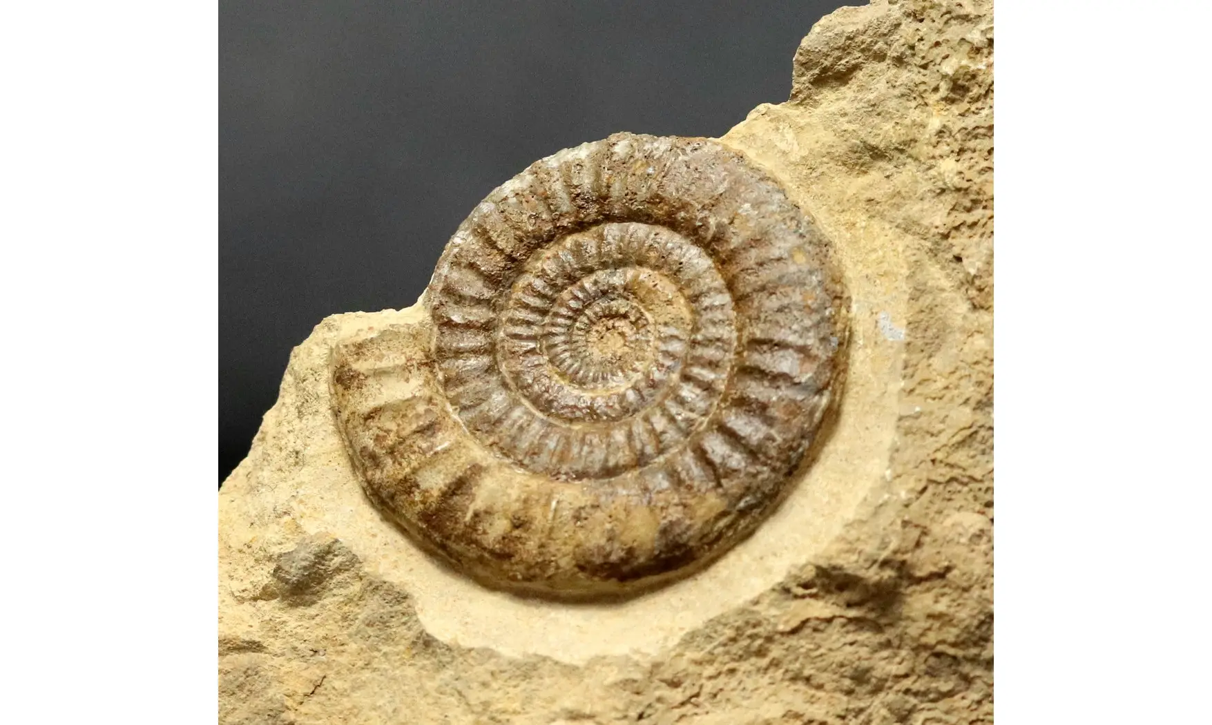 Paltechioceras tardecrescens