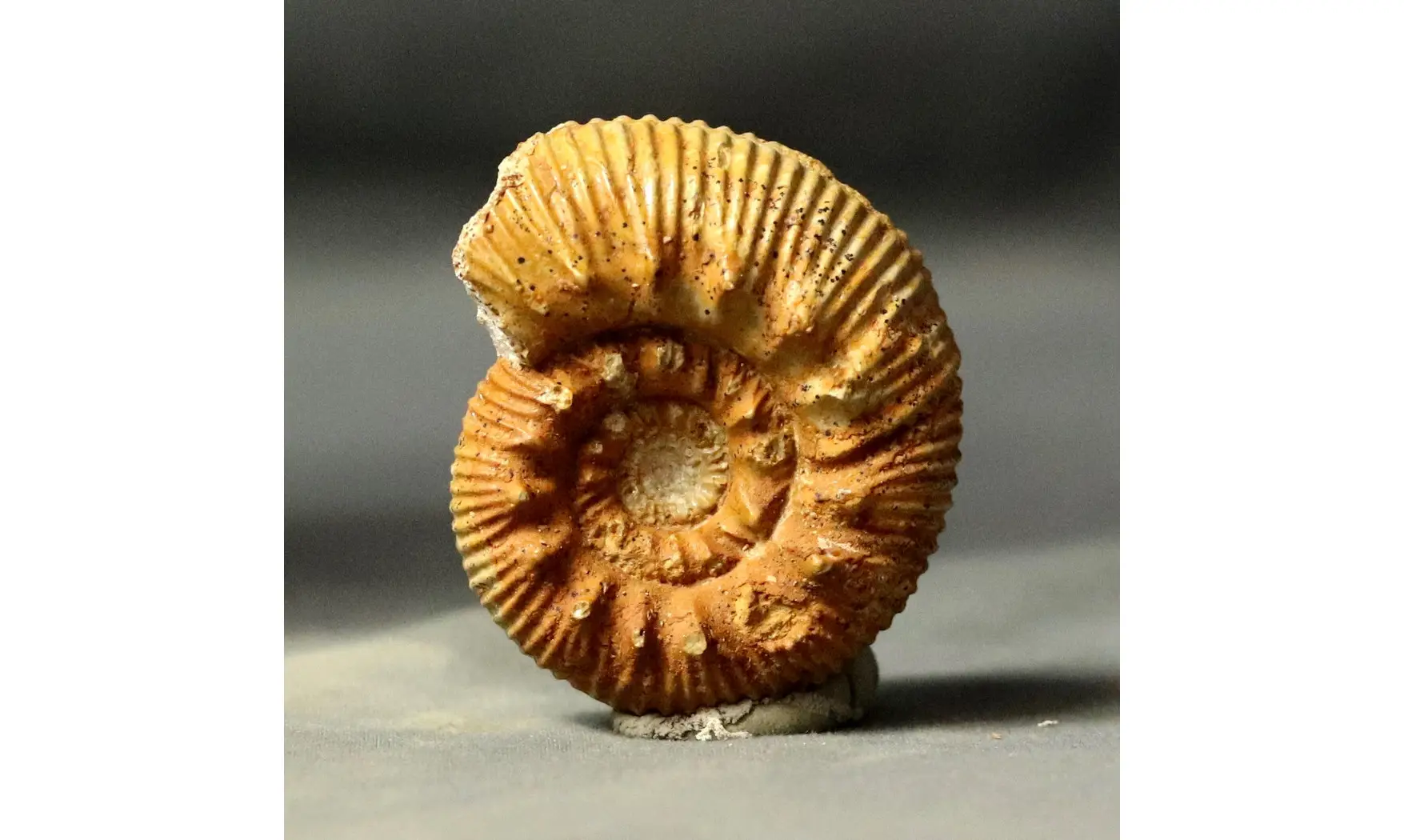 Reineckeia anceps aff. elmii