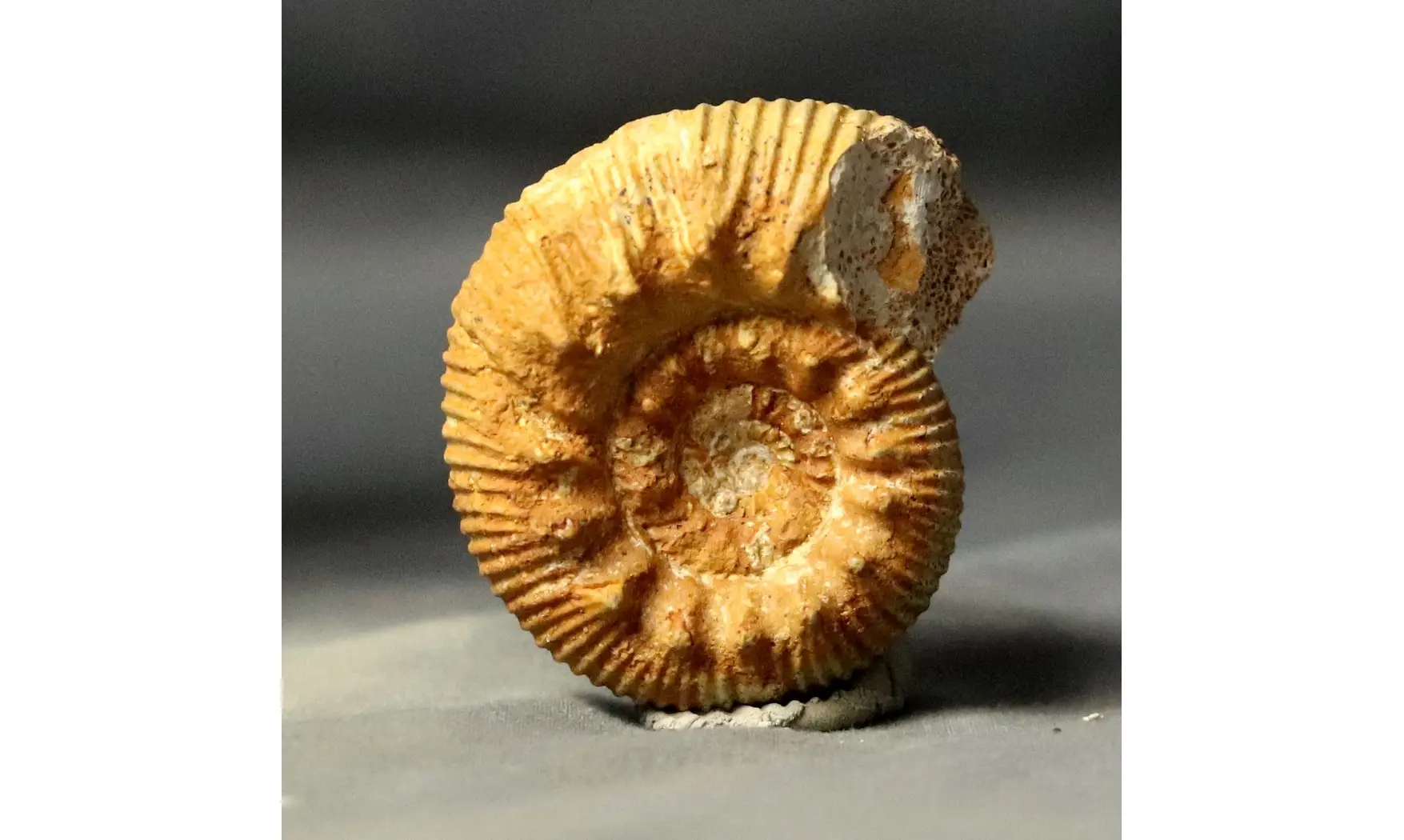 Reineckeia anceps aff. elmii