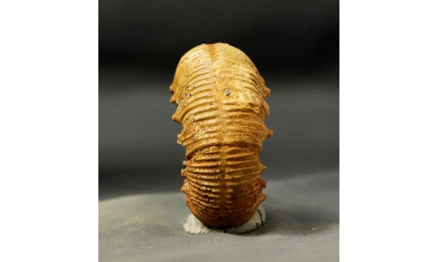 Reineckeia anceps aff. elmii