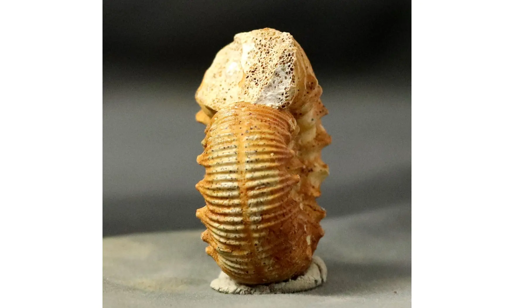 Reineckeia anceps aff. elmii
