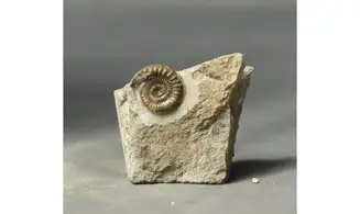 Arnioceras falcaries