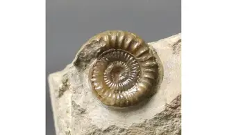 Arnioceras falcaries