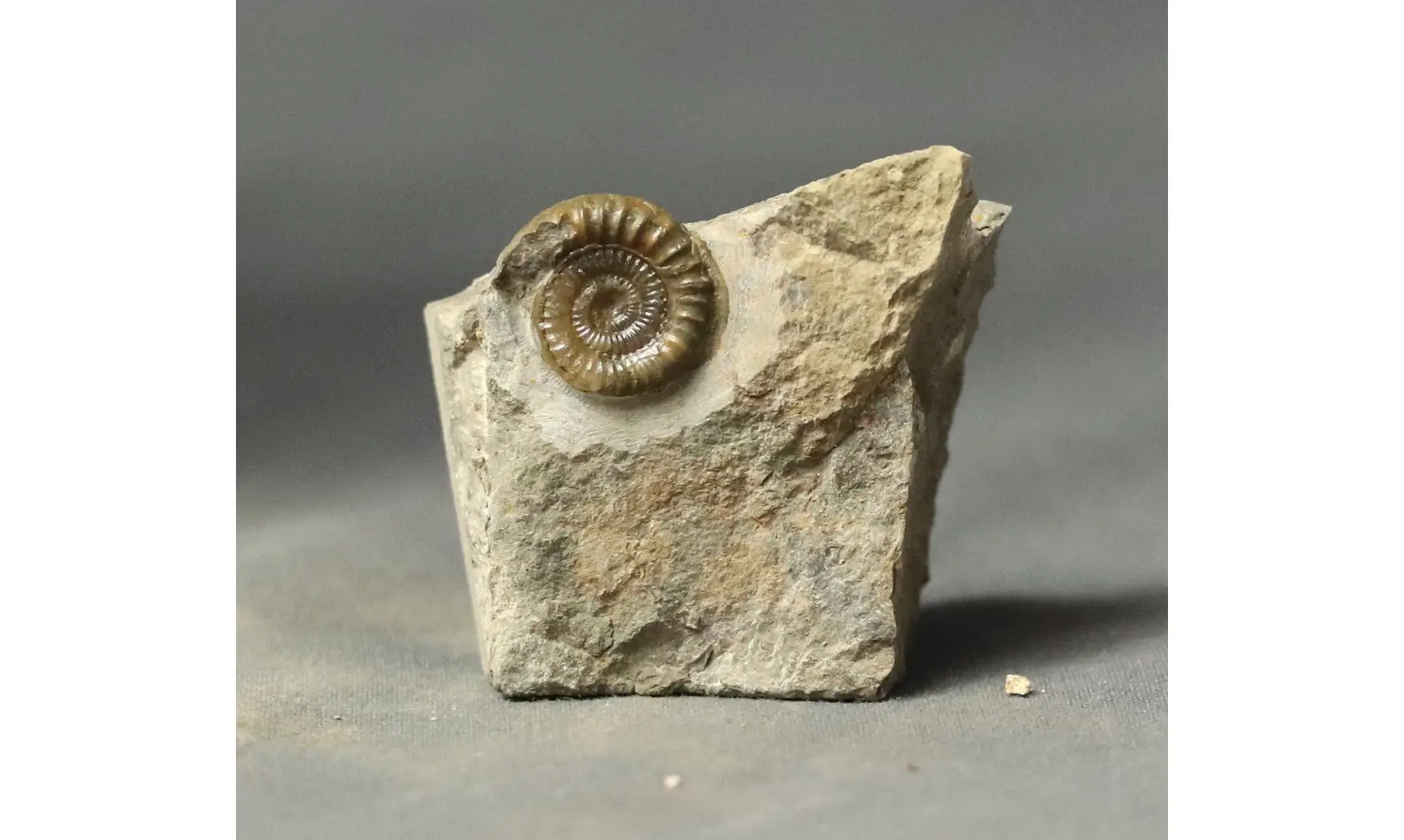 Arnioceras falcaries