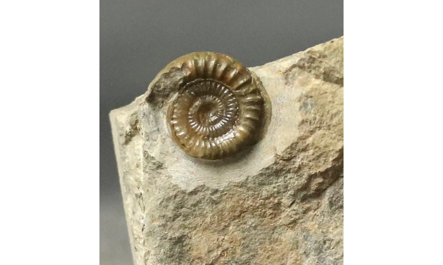 Arnioceras falcaries
