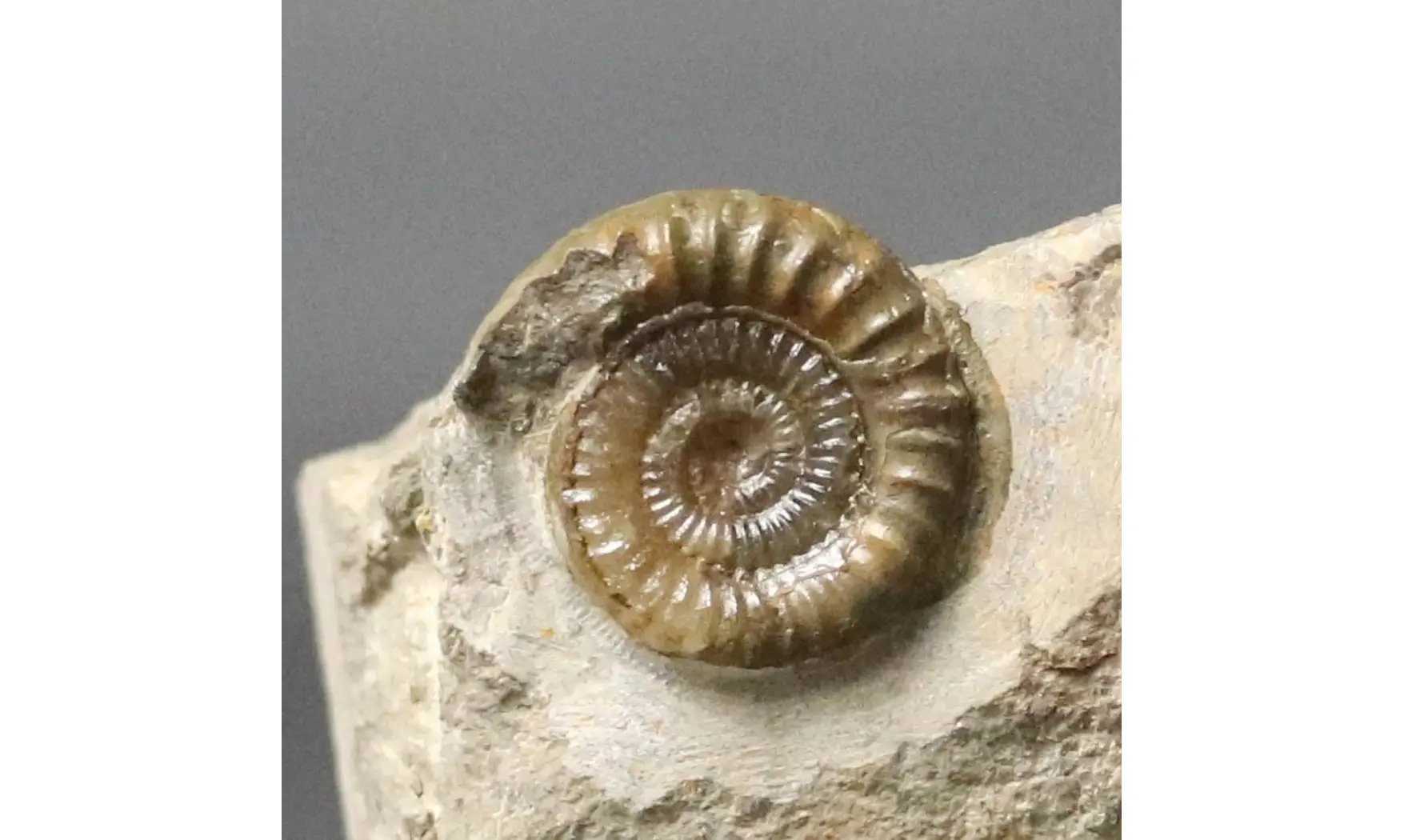 Arnioceras falcaries
