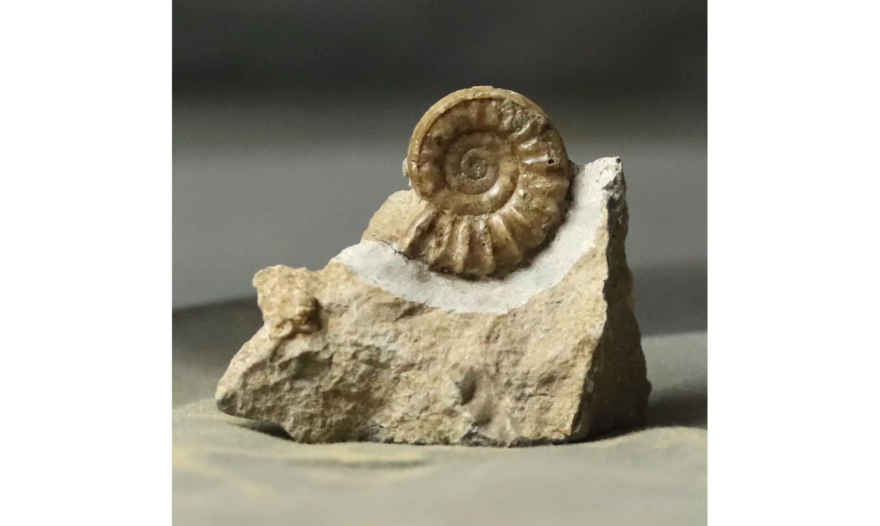 Arnioceras falcaries