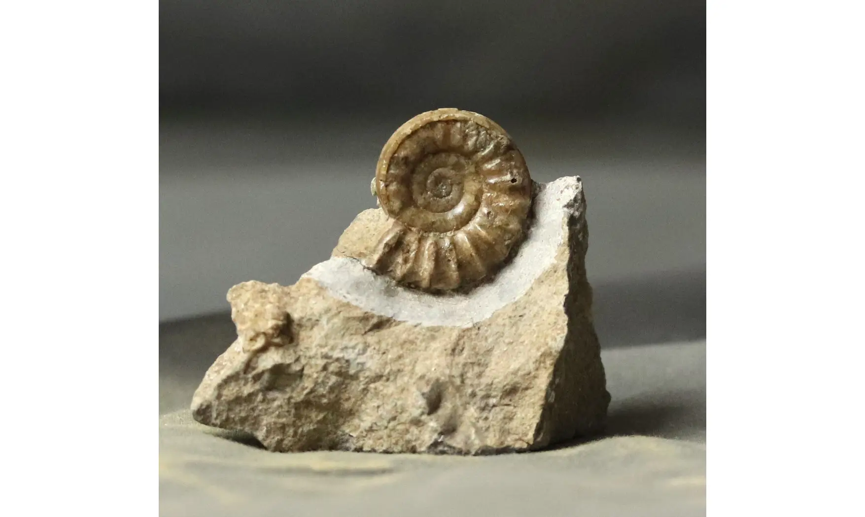 Arnioceras falcaries