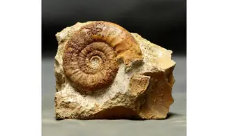 Grossouvria curvicosta