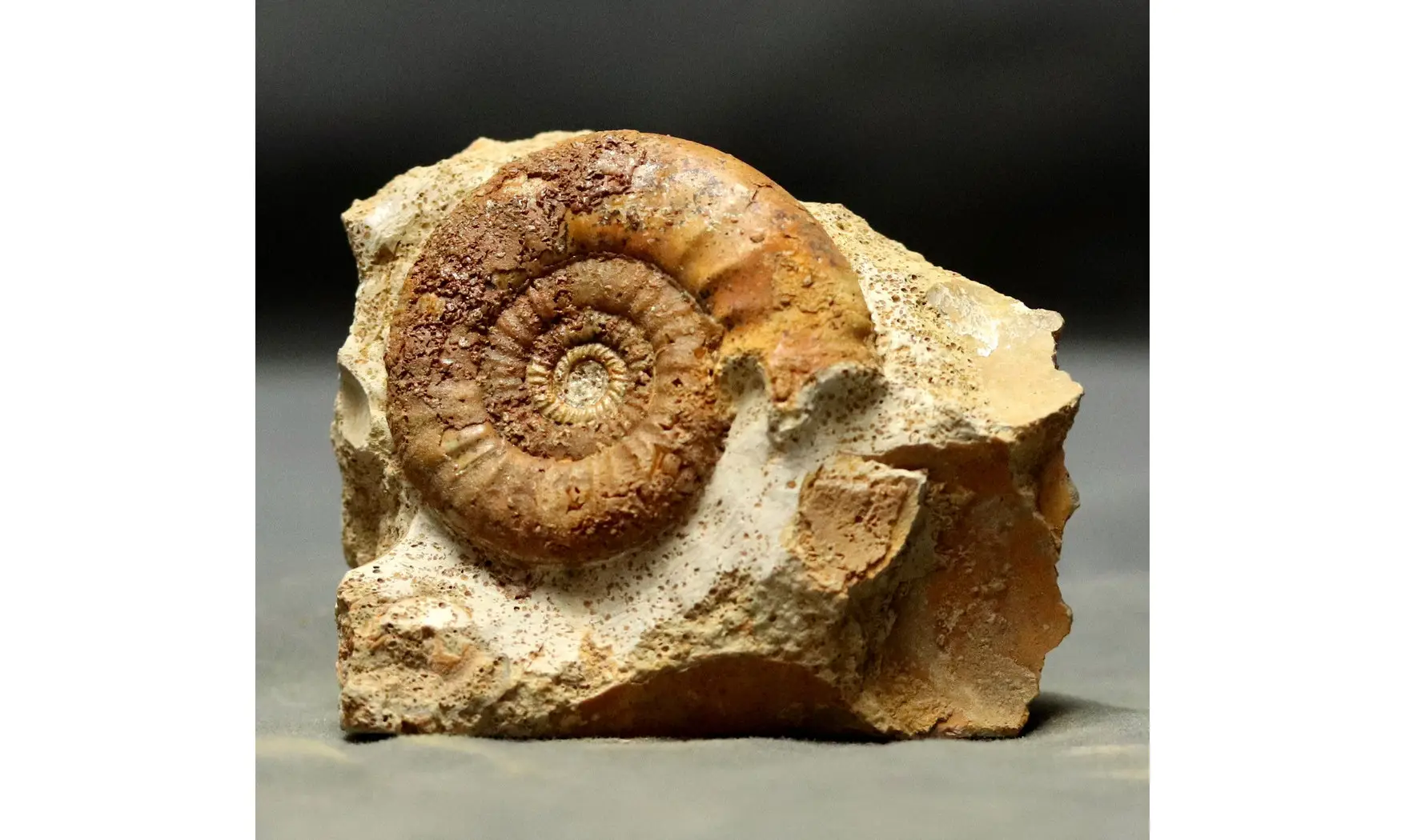 Grossouvria curvicosta