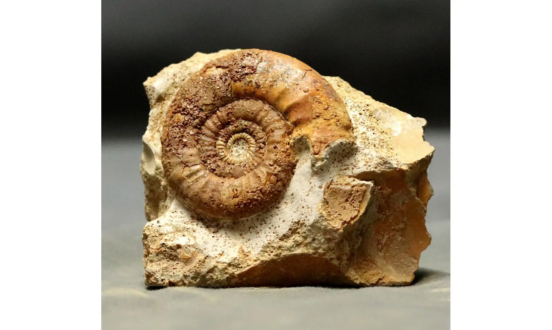 Grossouvria curvicosta