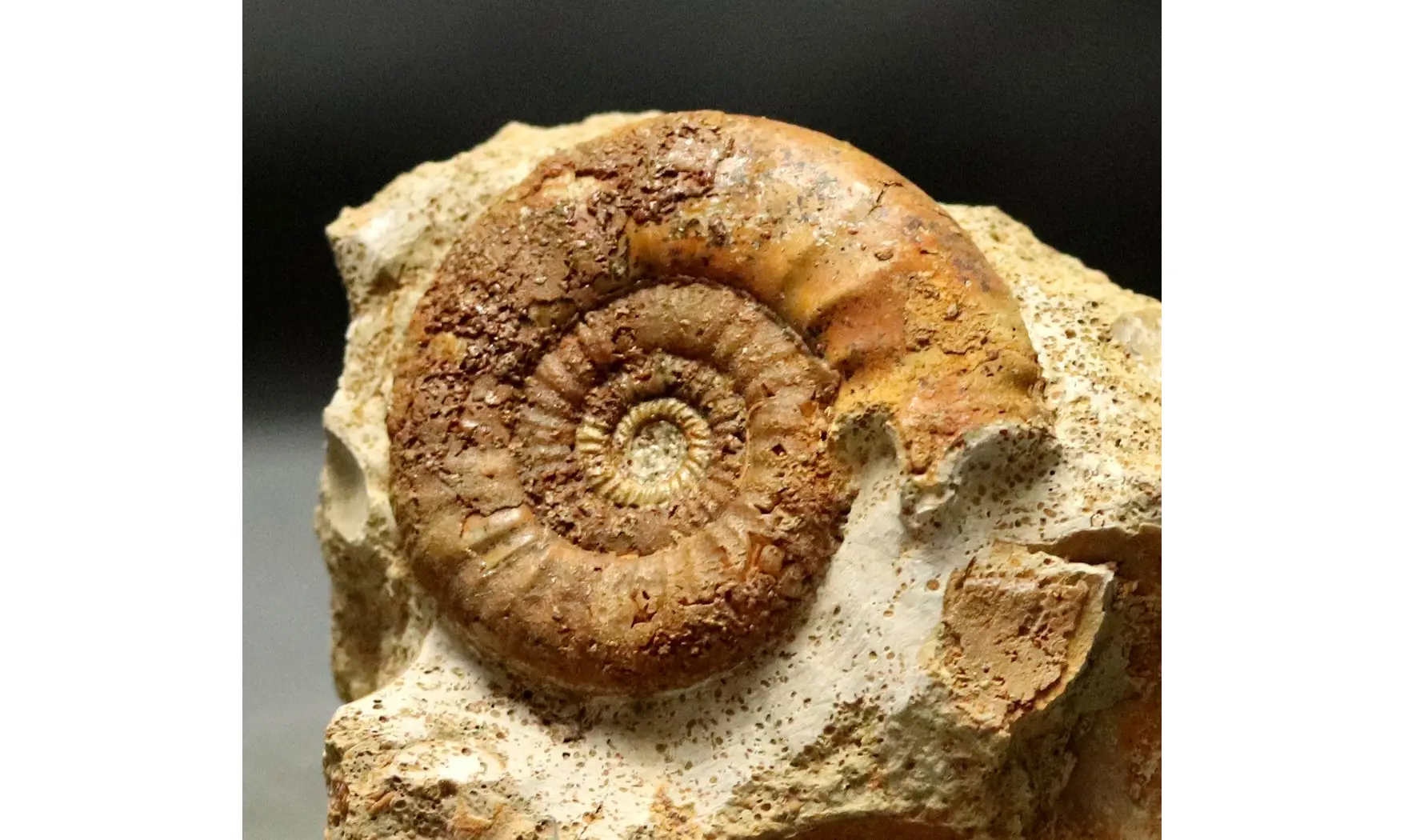 Grossouvria curvicosta