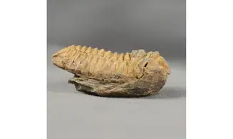 Colpocorypherouaulti
