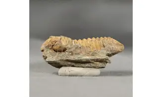 Colpocorypherouaulti