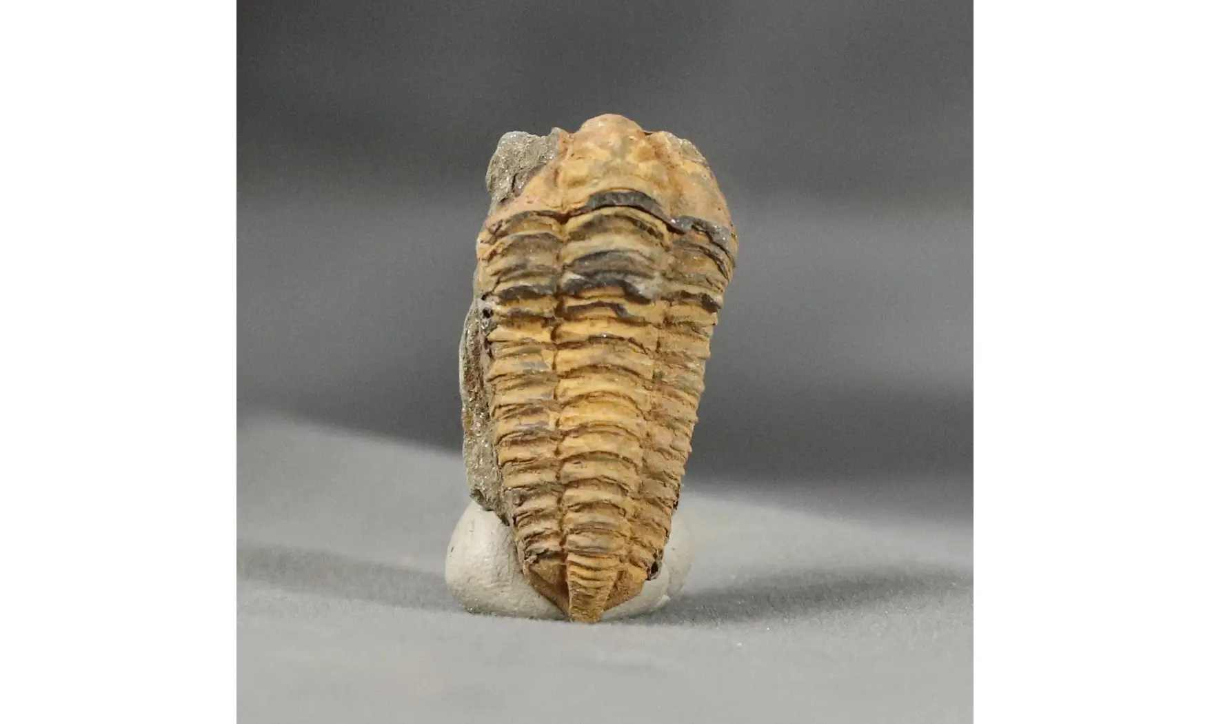 Colpocorypherouaulti