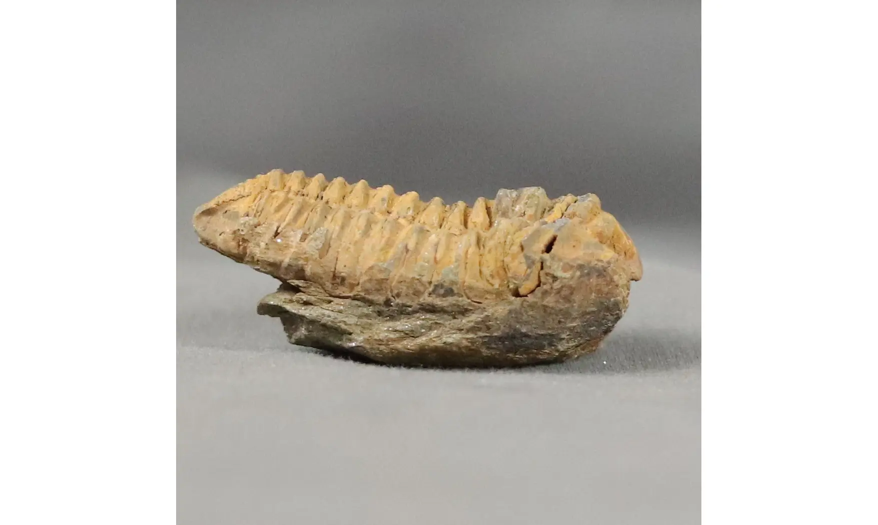 Colpocorypherouaulti