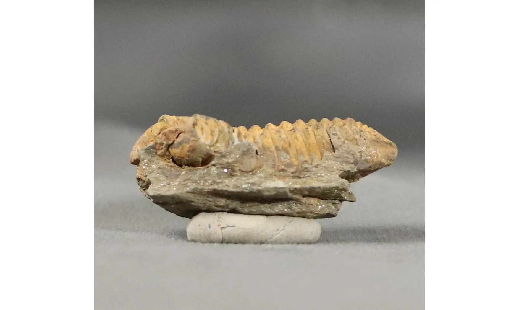 Colpocorypherouaulti